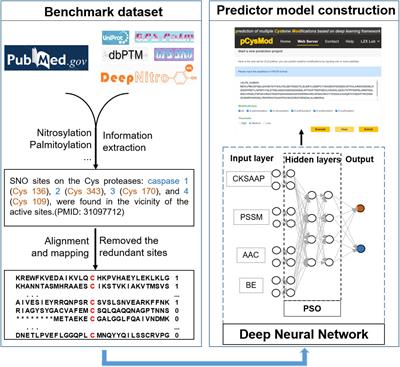 pCysMod: Prediction of Multiple Cysteine Modifications Based on Deep Learning Framework